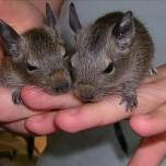 Дегу (degus)-пушистый "восьмизуб"