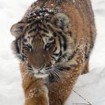 Cамый северный тигр - амурский или уссурийский тигр