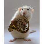 Талантливые музыкальные крысы