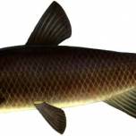 Рыба черный амур (mylopharyngodon piceus)