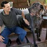 Голубой дог по кличке джордж (george) - самая большая собака в мире