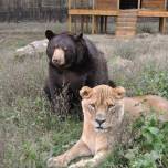 Лев лео, бенгальский тигр шер-хан и медведь балла - неразлучные друзья
