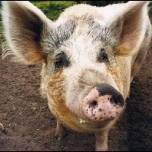 Свинья, страдающая метеоризмом, стала причиной чп