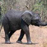 В африке родился слоненок с двумя хоботами