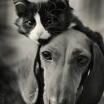 Кошки и собаки. фотопозитив.