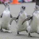 Пингвиний детский сад