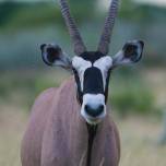 Орикс (oryx gazella) лошадиная или саблерогая антилопа