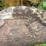 Новый вид гекконов найден во вьетнаме