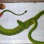 Живородящие змеи. фото рождения змей