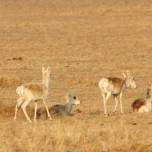 Дикие антилопы дзэрэны разрушают границы