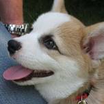 Вельш корги пемброк (pembroke welsh corgis)-овчарка с интеллектом