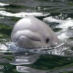 Как рождаются дельфины