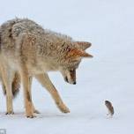 Охота койота (coyote) на полевую мышь