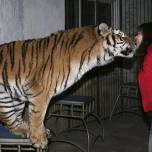 Послушные тигры из зоопарка &quot;dalian forest&quot;