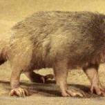 Щелезубы (solenodontidae)
