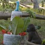 У маленькой гориллы по кличке франк день рождения