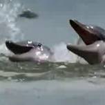 Хитрая тактика охоты дельфинов на мелководье