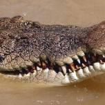 Прыгающие крокодилы реки аделаида