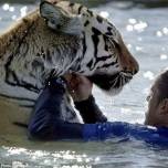 Водное шоу тигров в зоопарке в кэмп-верде