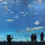 Гигантский аквариум "хураими" в окинаве
