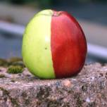 Необычное яблоко сорта «голден»