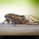 Цикады (cicadidae) 