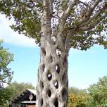 Деревья с необычной формой