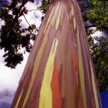 Радужный эвкалипт (eucalyptus deglupta)