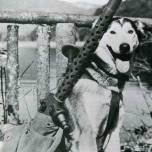 История применения собаки в военном деле