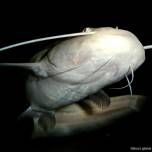 ОБЫКНОВЕННЫЙ СОМ (silurus glanis)