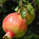 Гранат, или пуническое яблоко