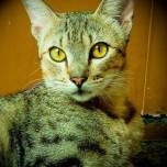 Оцикот (ocicat), порода короткошерстных кошек