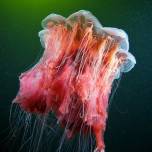 Космос подводного мира в фотографиях александра семенова
