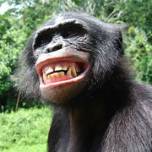 У бонобо открыт человеческий жест отрицания