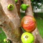 Джаботикаба  (myrciaria caulifloria) — плодовое дерево