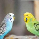 Как научить попугая говорить
