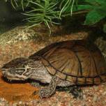 Мускусные черепахи (sternotherus odoratus) дышат под водой через язык
