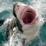 Океанский хищник - большая белая акула