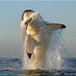 Большая белая акула охотится на тюленей