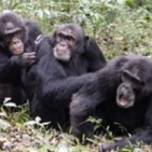 Таиландские обезьяны устроили полный гештальт туристке с фобией