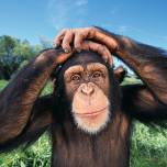 Шимпанзе убивают своих сородичей ради их территории