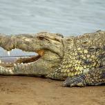 Крокодилы действительно плачут или это легенда?
