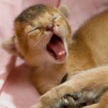 Фотопозитив: зевающие котята