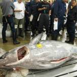 На рыбном аукционе в токио продали гигантского тунца