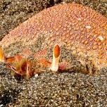 ЛЯГУШАЧИЙ КРАБ (Spanner crabs)