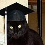 Криминальная история с дипломированным котом