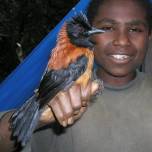 Двуцветный питоху (pitohui dichrous) - ядовитая птица