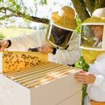 Британский пчеловод вывел пчёл, устойчивых к клещу варроа