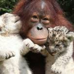 Орангутан стал приемным отцом двум львятам