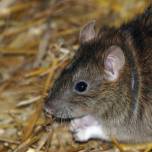Серая крыса, или пасюк (rattus norvegicus)